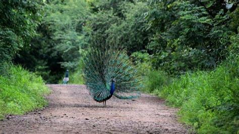 Petition · "Save Taljai hill." "Save wildlife". Action against roads ...