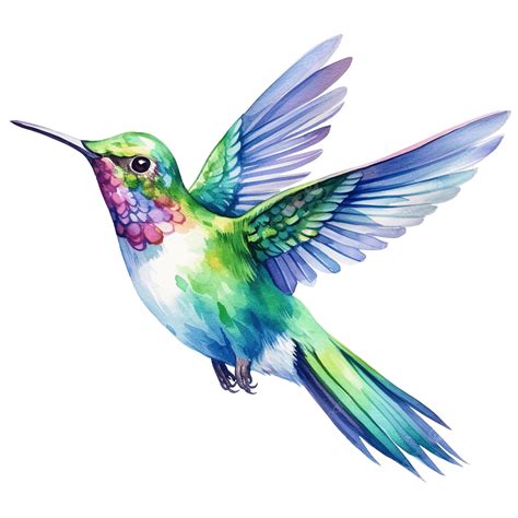 Watercolor Hummingbird Clip Art, Hummingbird, Watercolor, Bird PNG ...