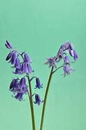 Image result for Dutch Hyacinth