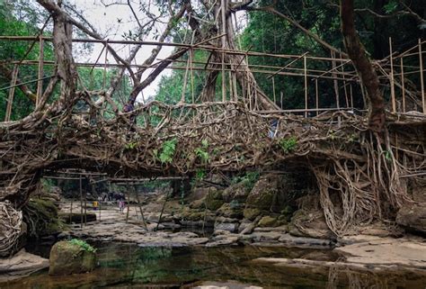 Image result for Tree Root Bridge