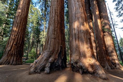 [100+] Sequoia National Park Wallpapers | Wallpapers.com