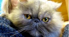 gatti persiani gatti persiani in adozione a roma minou e lilli gatti persiani gatti persiani in adozione a roma minou e lilli