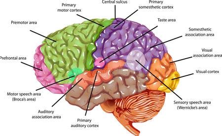 Image result for Brain Exploding Vector