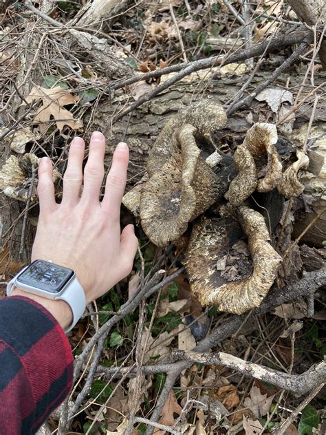 Giant Black Trumpets? : r/Mushrooms