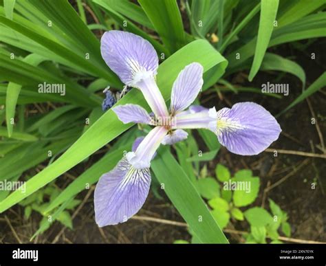 northern blue flag (Iris versicolor) Plantae Stock Photo - Alamy