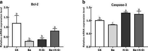 H2O2 Apoptosis 的图像结果