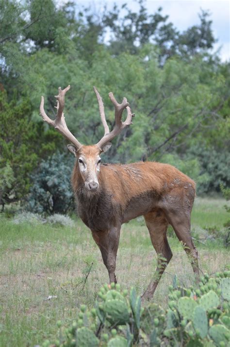 PERE DAVID — Texas Divide Ranch