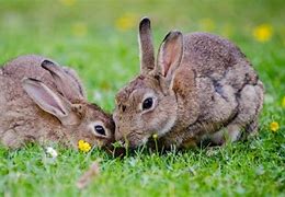 Image result for Rabbits Nesting in Yard