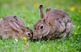 Image result for Funny Baby Rabbits