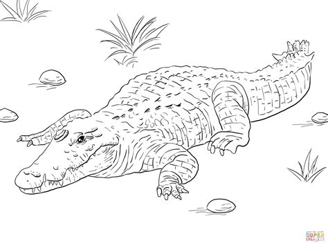 Alligators and crocodiles coloring pages download and print for free