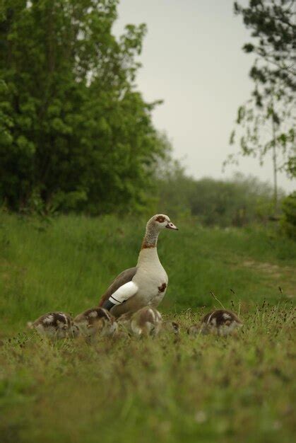Field Dressing Birds 的图像结果