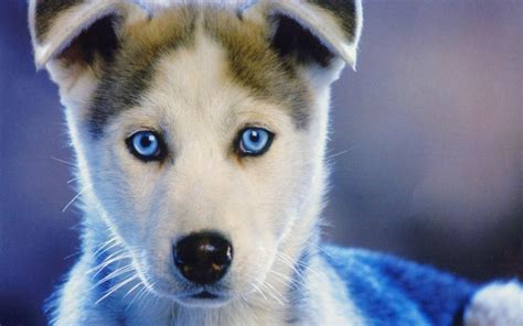 Download Husky Puppy Intense Blue Eyes Wallpaper | Wallpapers.com