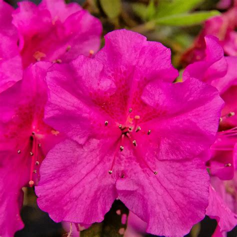 Azalea - Magenta - Hybrid Flower Plant – M-Tech Gardens