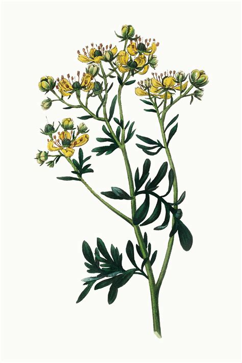Medicinal Vintage Rue Plant Illustration