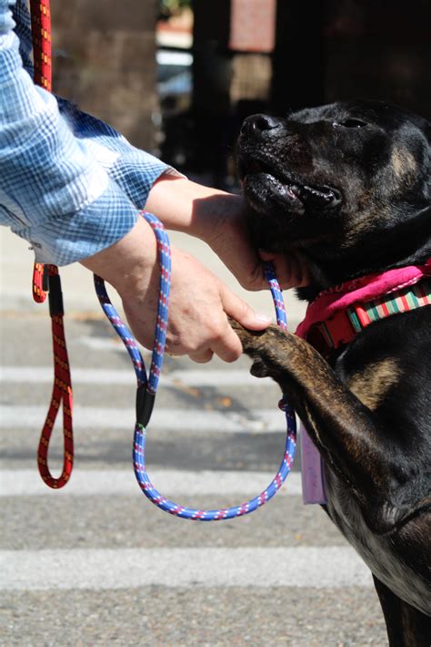 Melody – Grand Rivers Humane Society