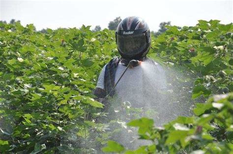 Pink Bollworm Infestations: Pink bollworm may lower cotton yield ...