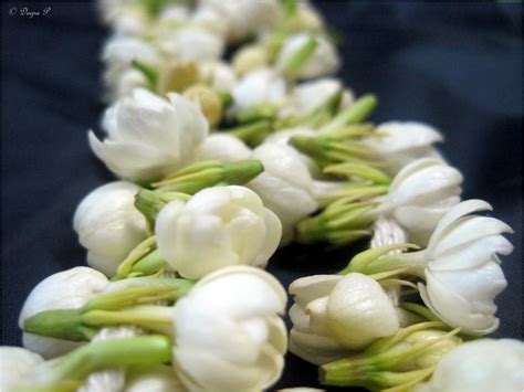 A to Z Challenge - J- Jasminum sambac flower (Indian Jasmine flower ...