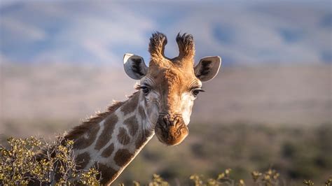Image result for Giraffe Poop Facts