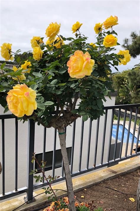 How To Plant Yellow Rose Bush at Charles Banks blog