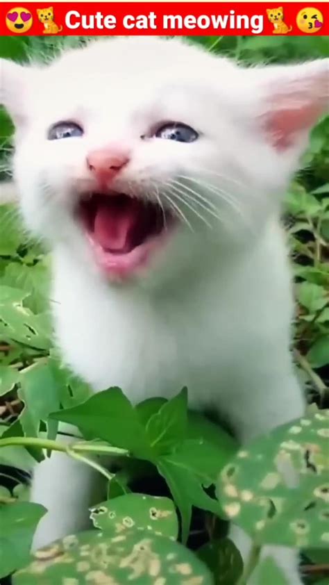 Cute cat meowing - One News Page VIDEO