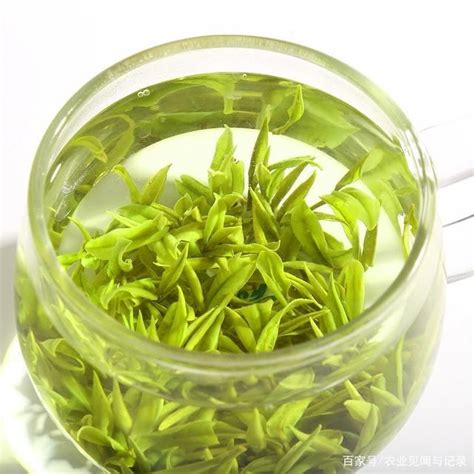 2020年江苏茶叶产业发展趋势 - 森林食品
