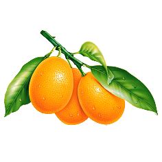 橘子 金桔-花瓣网|陪你做生活的设计师 | 蔬菜水果 金桔 橘子 桔子 png