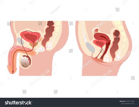 2,714 Female prostate Images, Stock Photos & Vectors | Shutterstock
