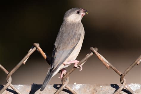 Image result for Java Sparrow Bird