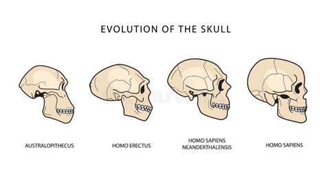 Image result for Australopithecus Evolution Chart