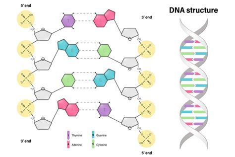 DNA Basic Unit 的图像结果