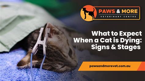 What to Expect When a Cat is Dying: Signs & Stages - Paws and More Vet