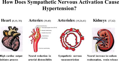 Sympathetic Pathophysiology in Hypertension Origins: The Path to Renal Denervation | Hypertension