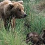 Image result for Brown Bear Animal
