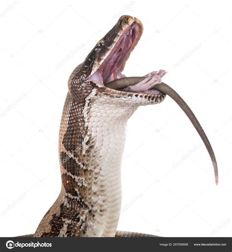 Python Brongersmai Care 的图像结果