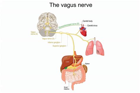 Vagus Nerve Dysfunction