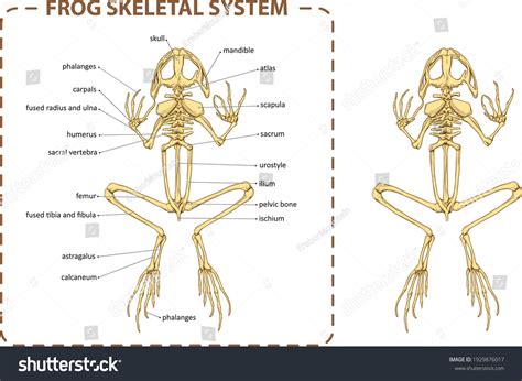Identifying Parts Of A Frogs Skeletal System - Free Printable Worksheet