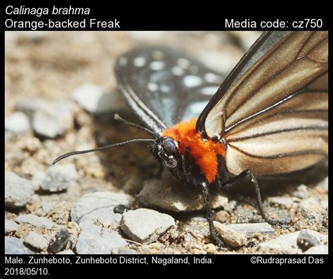 Calinaga brahma | Butterfly