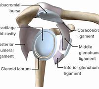 Glenoid 的图像结果