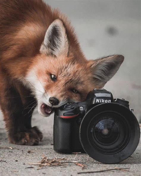 fox :: fandoms :: animals :: bite - JoyReactor