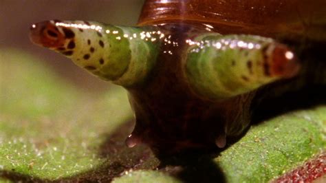 World's Deadliest - Zombie Snails | Zombie, Snail, Real zombies