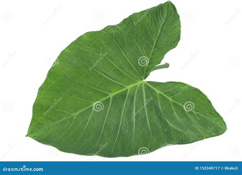 Exotic Edible Plant Leaf Xanthosoma Sagittifolium Called Taioba in Brazil Stock Image - Image of ...