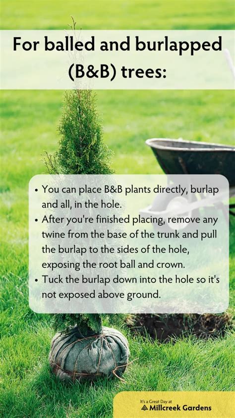 Planting Tree Guide NParks 的图像结果