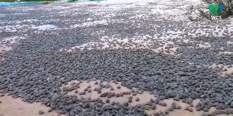 Scientists just documented the world’s largest hatching of baby turtles