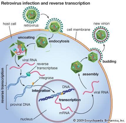 Image result for Reverse Transcriptase Cell Line