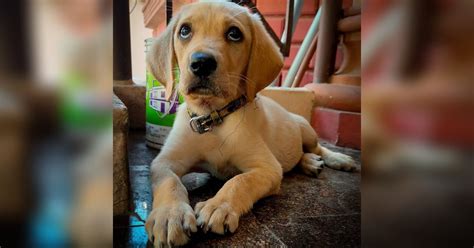 Pet Parents! Check Out This Online Vet Consultation Service ASAP! | LBB