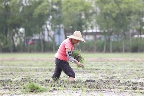 中国农夫弯腰插秧，缅甸农民则站着插秧，一个更快，一个更轻松