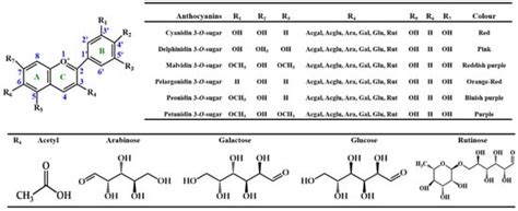 Dietary Effects of Anthocyanins in Human Health: A Comprehensive Review