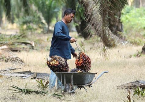 Malaysia Agriculture 的图像结果