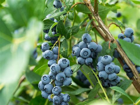 Best Blueberry Plants For Zone 6B at Rita Woods blog
