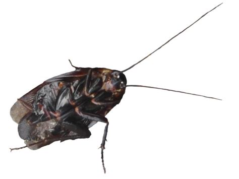 Image result for O2 Transparent PNG